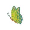 Green Parrotfish Butterfly