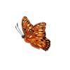 Gulf Fritillary Butterfly