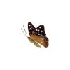 Hackberry Emperor Butterfly