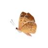Harvester Butterfly