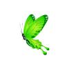 Lime Butterfly