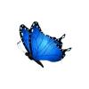 Morpho Butterfly