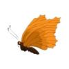 Orange Autumn Butterfly