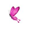 Paradise Butterfly
