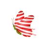Peppermint Candy Butterfly