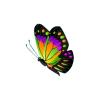 Rainbow Splash Butterfly