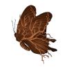 Root Butterfly