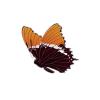 Rusty-tipped Butterfy