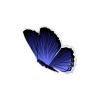Tailed Blue Butterfly