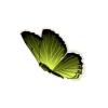 Tailed Celastrus Butterfly