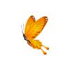 Tangerine Butterfly