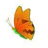 Transforming Halloween Butterfly