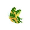 Tropical Palm Butterfly