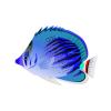 Baby Blue Butterflyfish