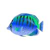 Banded Doger Butterflyfish
