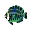 Blueback Butterfly Fish