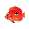 Cherry Butterflyfish