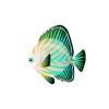 Chevron Butterflyfish