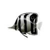 Black Butterflyfish