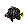 Wrought Iron Butterflyfish