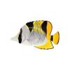Banana Wedge Butterfly