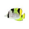 Citron Wedge Butterfly
