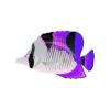 Eggplant Wedge Butterfly