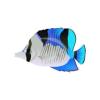 Lochmara Wedge Butterfly
