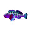 Purple Passion Cabezon