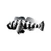 Zebra Cabezon
