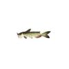 Catfish