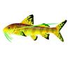 Citrus Pictus Cat