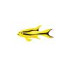 Blackmouth Chromis