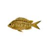 Desert Chromis