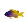 Limbaughi Chromis