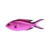 Primrose Chromis