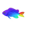 Rainbow Wave Chromis