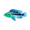 Aqua Kribensis Cichlid