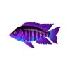 Blueberry Peacock Cichlid