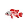Candy Cane Cichlid