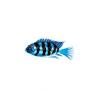 East African Cichlid