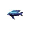 Electric Blue Cichlid