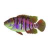 Electric-Breasted Mayan Cichlid