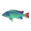 Firebrick-tailed Cichlid