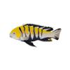 Gold Dogtooth Cichlid