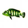 Green Demasoni Cichlid