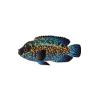 Jack Dempsey Cichlid