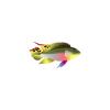 Kribensis Cichlid