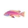 Pink Peacock Cichlid 2