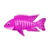 Pink Peacock Cichlid